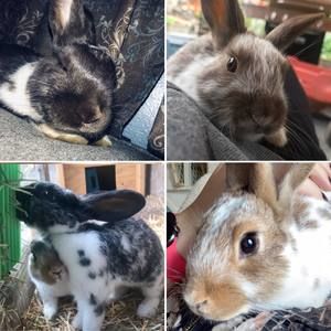 Meet your Posher, Lilli